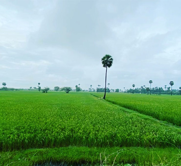 Green Tamil Nadu Campaign